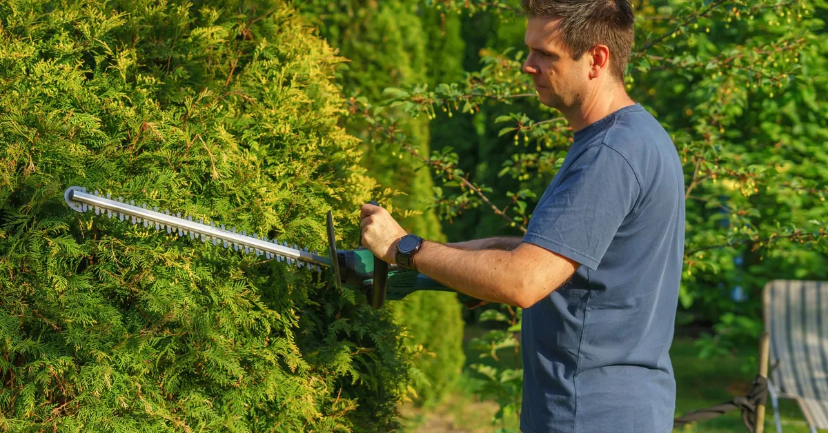 Man trimming hedge with electric trimmer in a sunny garden. man cutting hedge with a trimmer in the garden